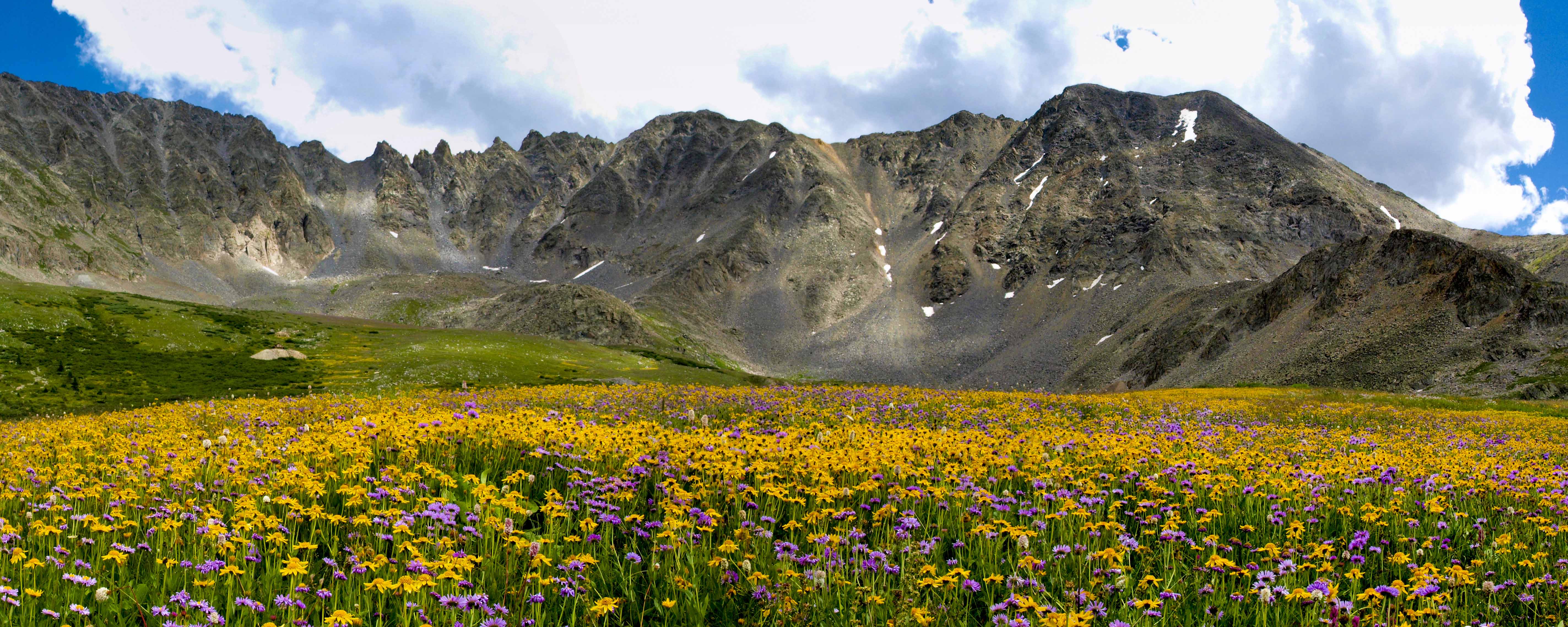 Colorful wildflowers at Mayflower Gulch, Colorado